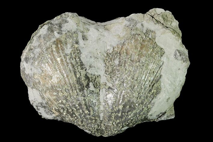 Huge, Pyrite Replaced Brachiopod (Paraspirifer) Fossil - Ohio #145613